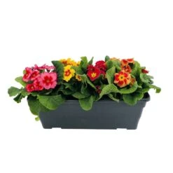 Primevères En Jardinière De 40cm Couleur - Coloris Variables -Ryobi Jardin Boutique 440466 008