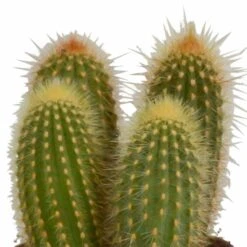 Cactus, Box De 3 Plantes - H15cm, ø10,5cm - Plantes D'intérieur -Ryobi Jardin Boutique 446043fb59ca02cc