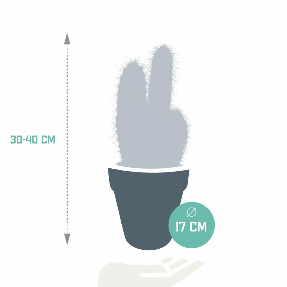 Pilosocereus Azureus Et Son Cache-pot Marron - H40cm, ø17cm - Plante D'intérieur 2 Pilosocereus Azureus Et Son Cache-pot Marron - H40cm, ø17cm - Plante D'intérieur – Image 2