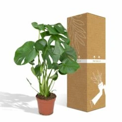 Monstera Deliciosa - H55cm, ø17cm - Plante D'intérieur -Ryobi Jardin Boutique 4599ee42bbec50b0