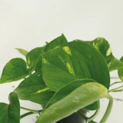 Epipremnum Aureum Scindapsus X2 - H25cm, ø15cm - Plante D'intérieur -Ryobi Jardin Boutique 461f129a2cd4c0d8