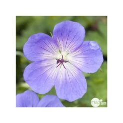 Géranium Rozanne ® : Conteneur De 2 Litres Bleu 5 Géranium Rozanne ® : Conteneur De 2 Litres Bleu -Ryobi Jardin Boutique 468587 001