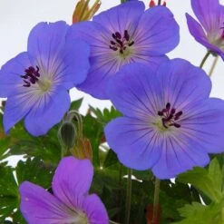 Géranium Rozanne ® : Conteneur De 2 Litres Bleu