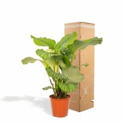 Calathea Orbifolia - H65cm, ø19cm - Plante D'intérieur -Ryobi Jardin Boutique 46caf10c918a290c
