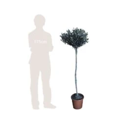 Olivier, Olea Europaea, Sur Tige H120/140cm : Pot D24cm 5 Olivier, Olea Europaea, Sur Tige H120/140cm : Pot D24cm -Ryobi Jardin Boutique 471424 002