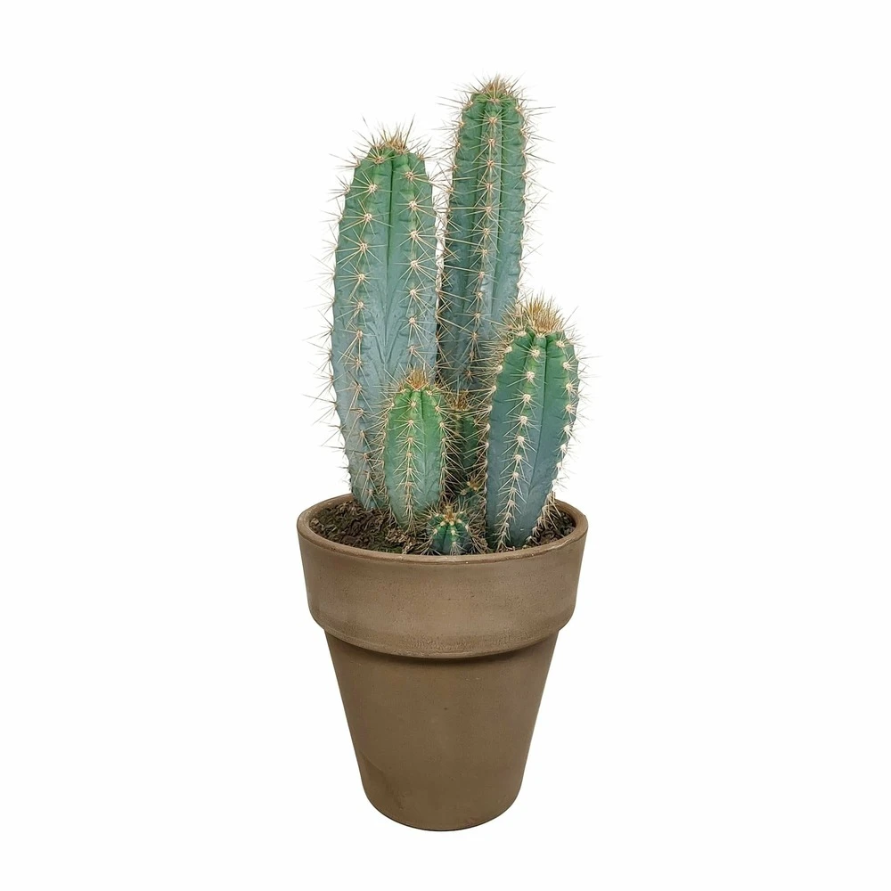 Pilosocereus Azureus Et Son Cache-pot Marron - H40cm, ø17cm - Plante D'intérieur 1 Pilosocereus Azureus Et Son Cache-pot Marron - H40cm, ø17cm - Plante D'intérieur