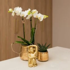 Orchidée Blanche Phalaenopsis - H35cm, ø9cm - Plante D'intérieur Fleurie -Ryobi Jardin Boutique 4892206fb17ef8dd