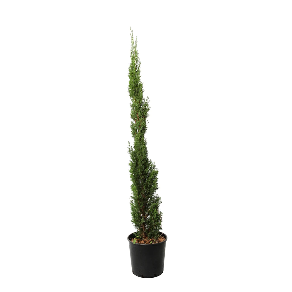 Cupressus Sempervirens 'Totem' :H. 100/110 Cm Pot 10 L 1 Cupressus Sempervirens 'Totem' :H. 100/110 Cm Pot 10 L