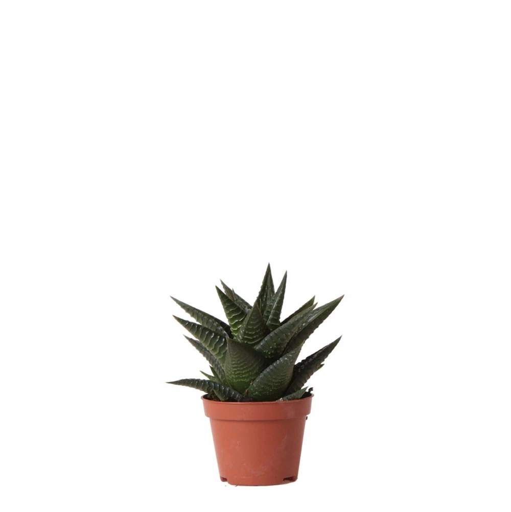 Haworthia Limifolia - ø6cm - H11cm, ø6cm - Plante D'intérieur 1 Haworthia Limifolia - ø6cm - H11cm, ø6cm - Plante D'intérieur