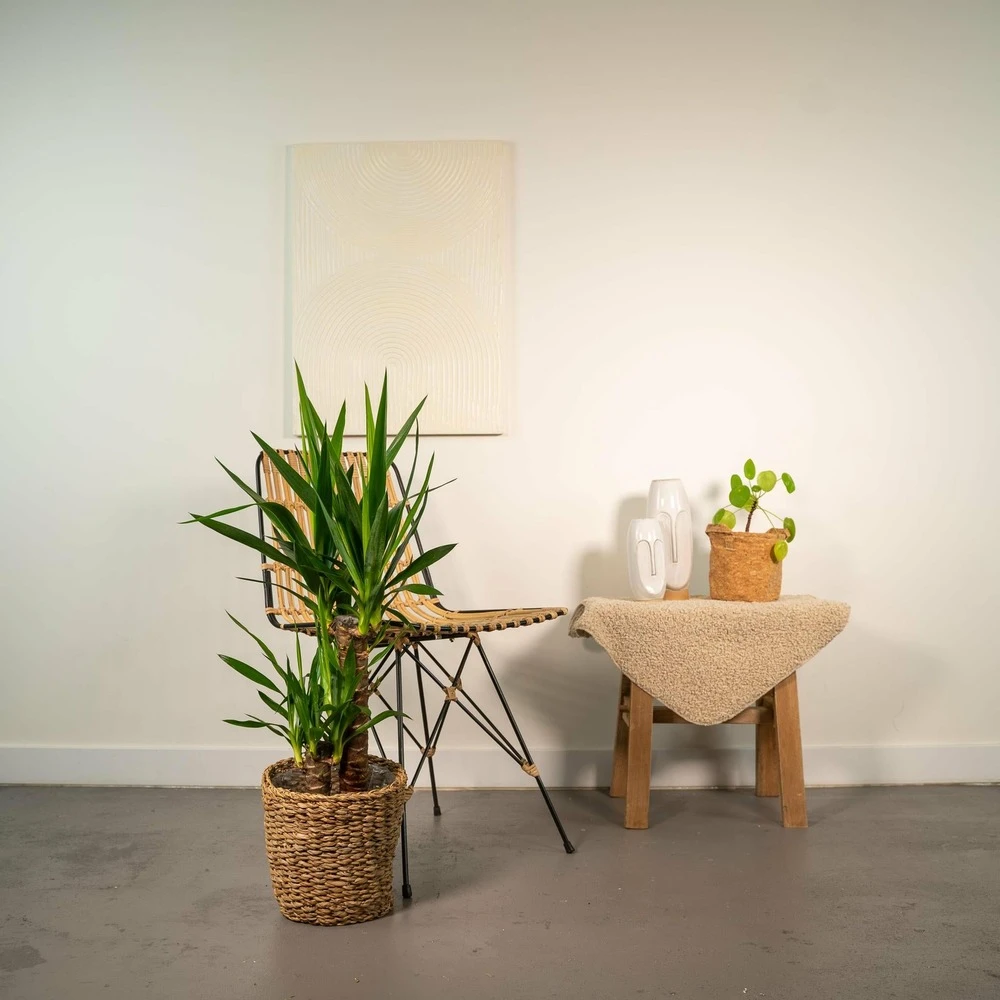Yucca - H90cm, ø17cm - Grande Plante D'intérieur 2 Yucca - H90cm, ø17cm - Grande Plante D'intérieur – Image 2