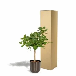 Ficus Benghalensis Et Son Cache-pot Noir - H90cm, ø21cm - Grande Plante D'intérieur -Ryobi Jardin Boutique 4eb4833498f77221