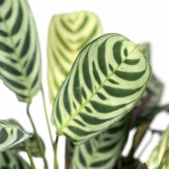 Ctenanthe Lovable - H25cm, ø14cm - Plante D'intérieur 7 Ctenanthe Lovable - H25cm, ø14cm - Plante D'intérieur -Ryobi Jardin Boutique 4f88a7735de71a06