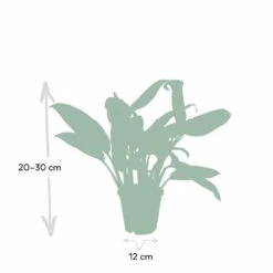 Aglaonema Christina - H30cm, ø12cm - Plante D'intérieur -Ryobi Jardin Boutique 52d68148d9d73b0c