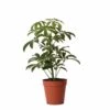 Schefflera Bush - H36cm, ø9cm - Plante D'intérieur