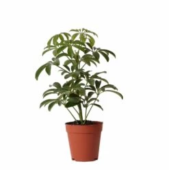 Schefflera Bush - H36cm, ø9cm - Plante D'intérieur