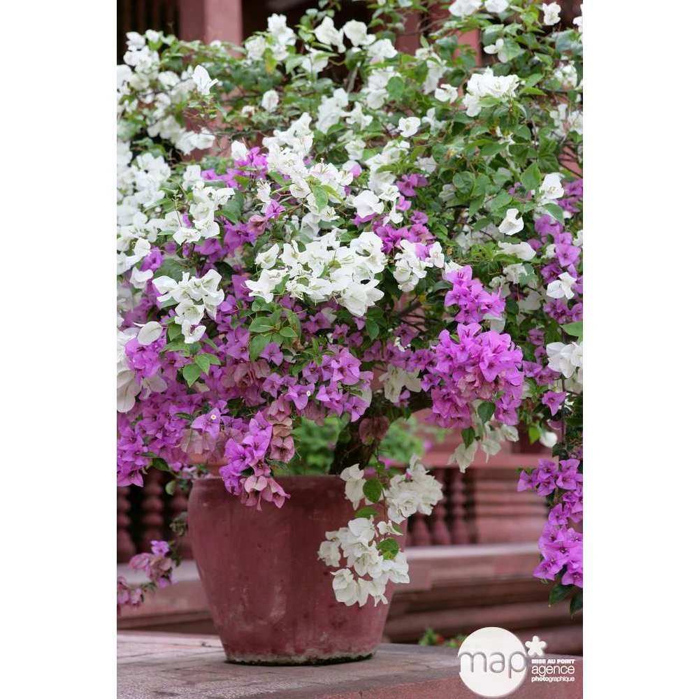 Bougainvillea : Pyramide D17cm - Coloris Variables 2 Bougainvillea : Pyramide D17cm - Coloris Variables – Image 2