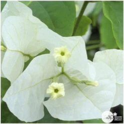 Bougainvillea : Pyramide D17cm - Coloris Variables 7 Bougainvillea : Pyramide D17cm - Coloris Variables -Ryobi Jardin Boutique 556286 004