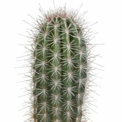Pachycereus Pringlei - H40cm, ø17cm - Plante D'intérieur 6 Pachycereus Pringlei - H40cm, ø17cm - Plante D'intérieur -Ryobi Jardin Boutique 57b3a108e7f76c21