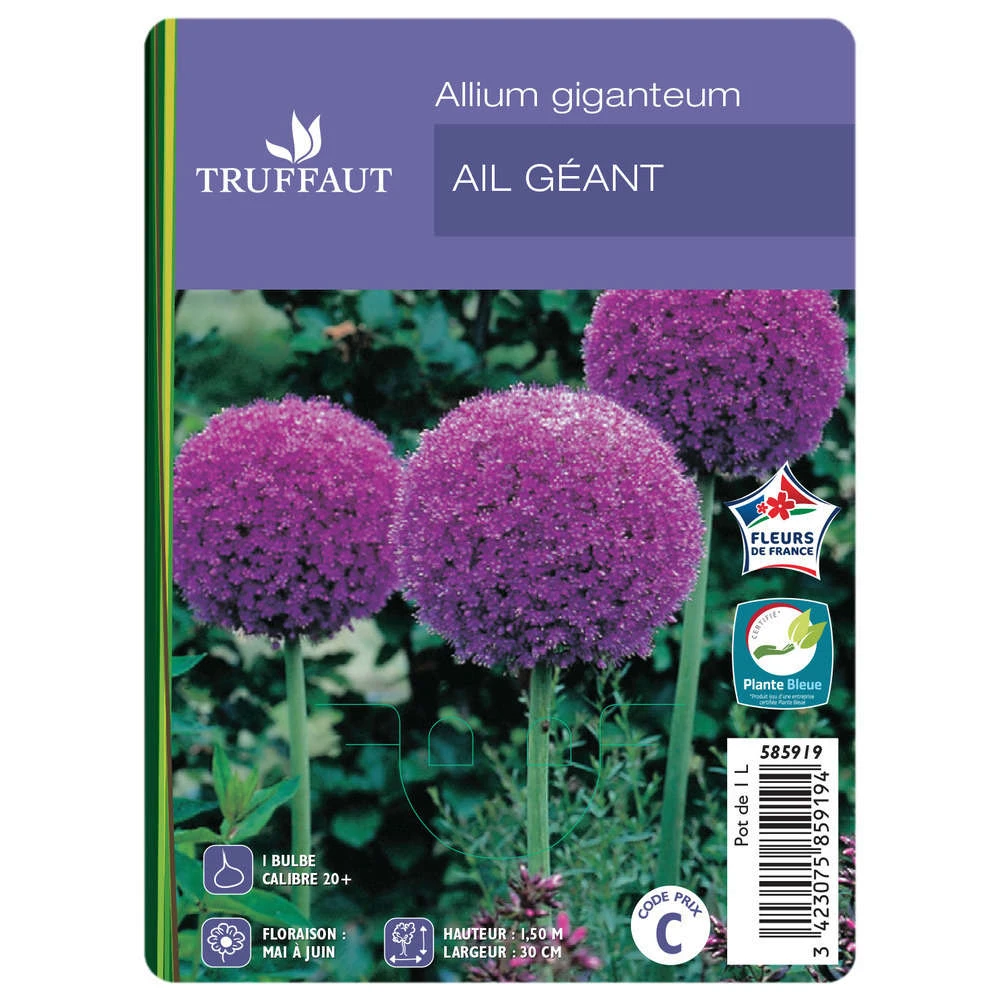 Allium Giganteum : C1L 2 Allium Giganteum : C1L – Image 2