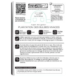 Allium Giganteum : C1L 5 Allium Giganteum : C1L -Ryobi Jardin Boutique 585919 002