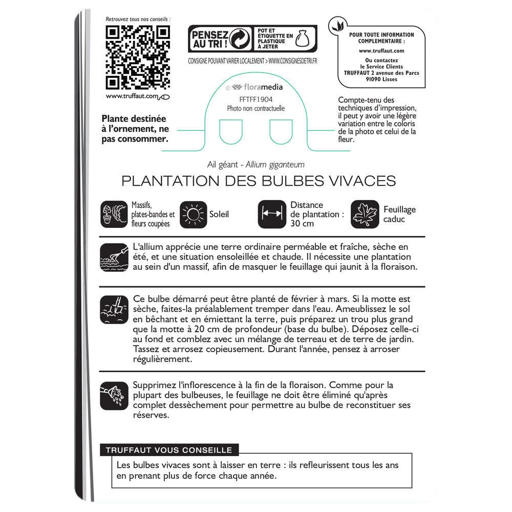 Allium Giganteum : C1L 3 Allium Giganteum : C1L – Image 3