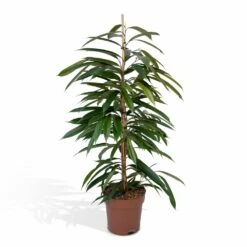 Ficus Amstel King - H100cm, ø21cm - Très Grande Plante D'intérieur