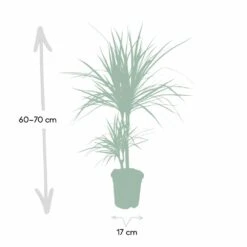 Dracaena Marginata - H70cm, ø17cm - Grande Plante D'intérieur -Ryobi Jardin Boutique 59154e5733f16093