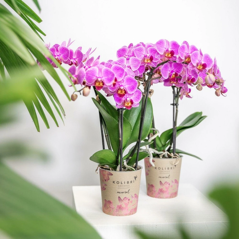 Orchidée Violette Phalaenopsis - H35cm, ø9cm - Plante D'intérieur Fleurie 2 Orchidée Violette Phalaenopsis - H35cm, ø9cm - Plante D'intérieur Fleurie – Image 2