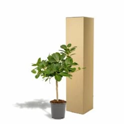 Ficus Benghalensis - H75cm, ø21cm - Grande Plante D'intérieur -Ryobi Jardin Boutique 5c1e293321750c74