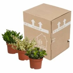 Crassula, Box De 3 Plantes - H15cm, ø10,5cm - Plantes D'intérieur 7 Crassula, Box De 3 Plantes - H15cm, ø10,5cm - Plantes D'intérieur -Ryobi Jardin Boutique 5ddb1b051b6db20b