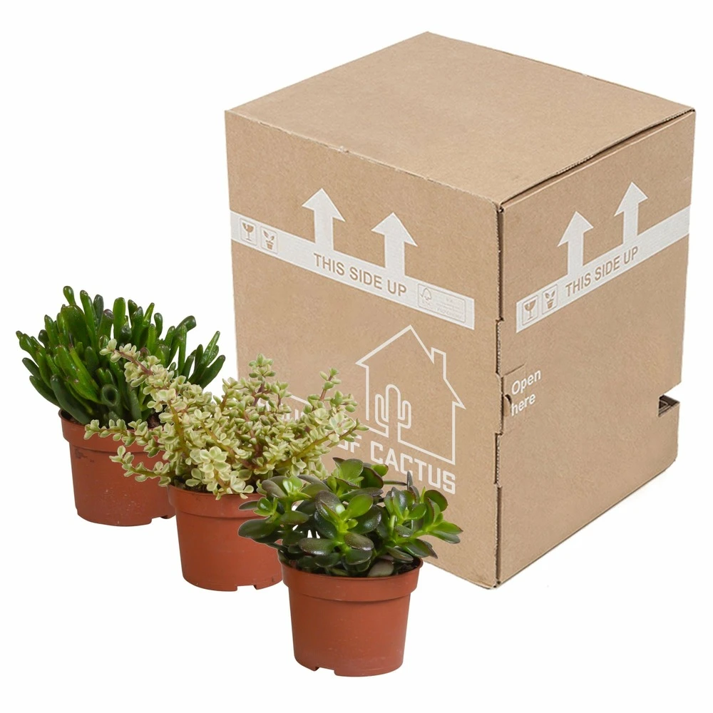 Crassula, Box De 3 Plantes - H15cm, ø10,5cm - Plantes D'intérieur 3 Crassula, Box De 3 Plantes - H15cm, ø10,5cm - Plantes D'intérieur – Image 3