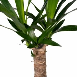 Yucca - H40cm, ø14cm - Plante D'intérieur -Ryobi Jardin Boutique 5f16e0f52d300105