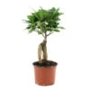 Ficus Ginseng : D.12, H.20/30cm