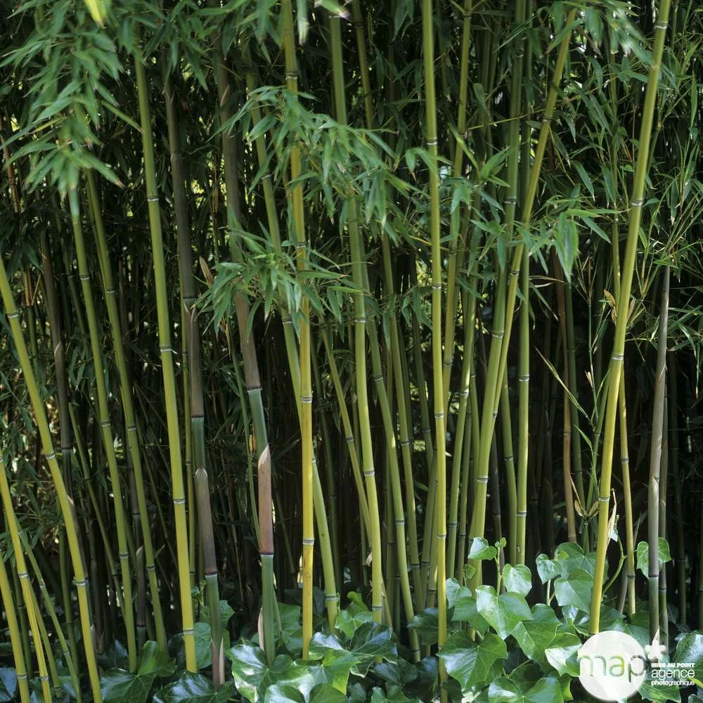 Bambou Moyen Phyllostachys Humilis: Pot De 3 Litres 2 Bambou Moyen Phyllostachys Humilis: Pot De 3 Litres – Image 2