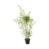 Bambou Moyen Phyllostachys Humilis: Pot De 3 Litres
