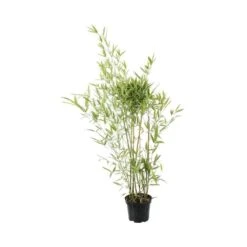 Bambou Moyen Phyllostachys Humilis: Pot De 3 Litres
