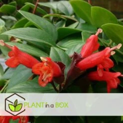Aeschynanthus Twister - Pot ⌀15cm - L.25cm (hauteur Pot Incluse) -Ryobi Jardin Boutique 628631ff2a2c64.92244956