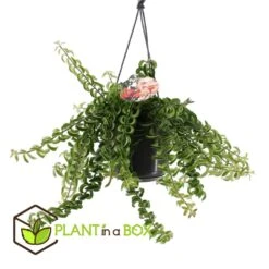 Aeschynanthus Twister - Pot ⌀15cm - L.25cm (hauteur Pot Incluse) -Ryobi Jardin Boutique 628631ff311e07.84525760