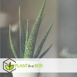 Set De 3 Aloë Vera - Pot ⌀12 Cm - H.20-30 Cm (hauteur Du Pot Incluse) -Ryobi Jardin Boutique 628632b25d8728.70560661