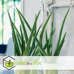 Set De 3 Aloë Vera - Pot ⌀12 Cm - H.20-30 Cm (hauteur Du Pot Incluse) -Ryobi Jardin Boutique 628632b263b983.03284251