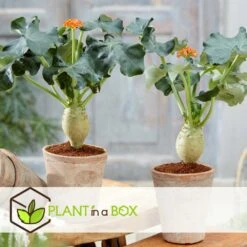 Set De 2 Jatropha Podagrica - Pot ⌀13cm - H.25-45cm (hauteur Pot Incluse) -Ryobi Jardin Boutique 628632b34fdc44.40632517