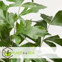 Caryota Mitis - Pot ⌀27 Cm - H. 120-130cm (hauteur Pot Incluse) 7 Caryota Mitis - Pot ⌀27 Cm - H. 120-130cm (hauteur Pot Incluse) -Ryobi Jardin Boutique 628632b4a09989.02712162