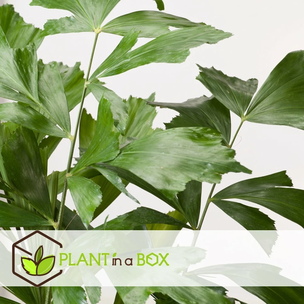 Caryota Mitis - Pot ⌀27 Cm - H. 120-130cm (hauteur Pot Incluse) 4 Caryota Mitis - Pot ⌀27 Cm - H. 120-130cm (hauteur Pot Incluse) – Image 4