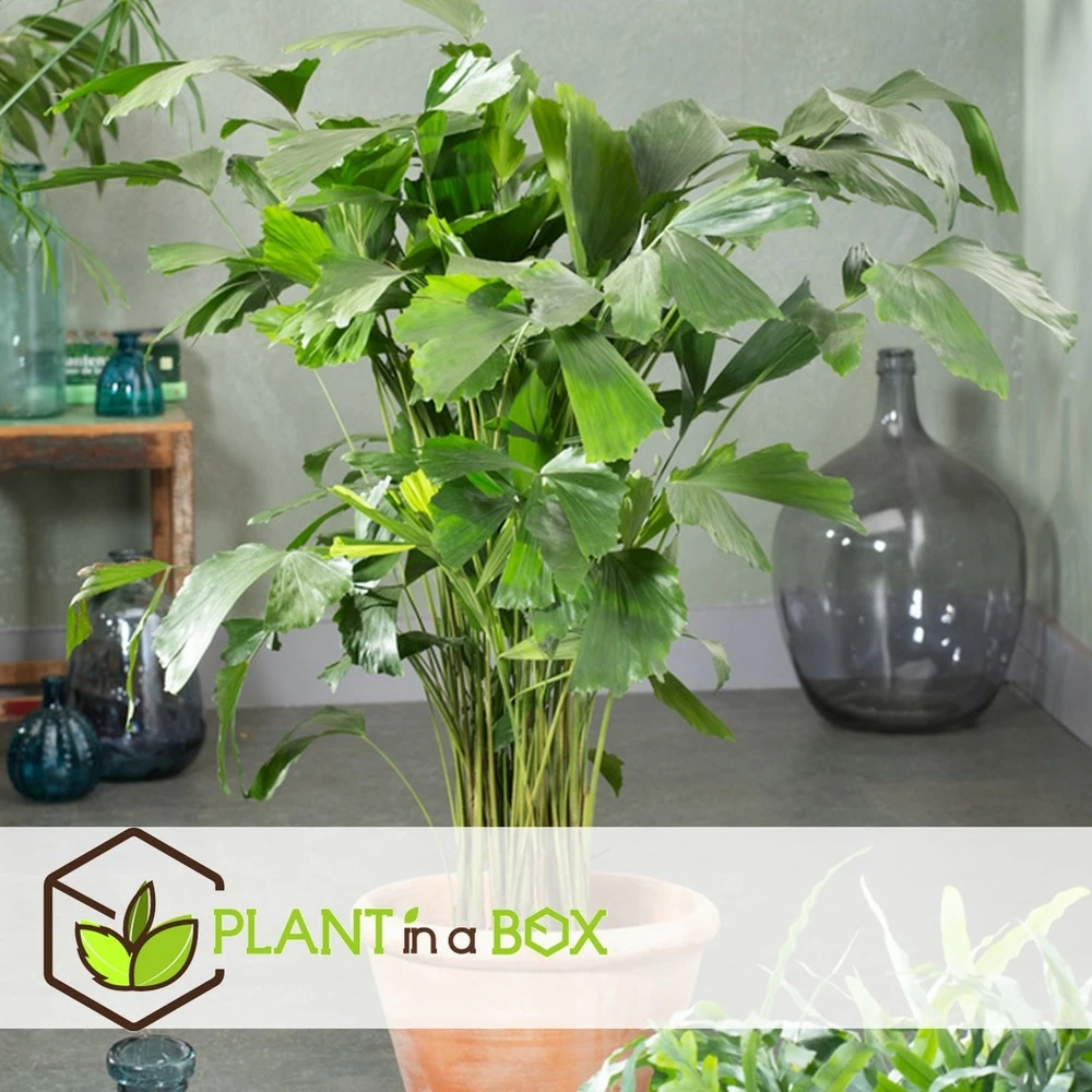 Caryota Mitis - Pot ⌀27 Cm - H. 120-130cm (hauteur Pot Incluse) 2 Caryota Mitis - Pot ⌀27 Cm - H. 120-130cm (hauteur Pot Incluse) – Image 2