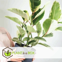 Ficus Elastica Tineke - Pot ⌀24cm - H.80-100cm (hauteur Pot Incluse) 6 Ficus Elastica Tineke - Pot ⌀24cm - H.80-100cm (hauteur Pot Incluse) -Ryobi Jardin Boutique 628632b95950e8.89576887