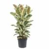 Ficus Elastica Tineke - Pot ⌀24cm - H.80-100cm (hauteur Pot Incluse)
