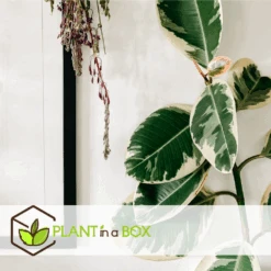 Ficus Elastica Tineke - Pot ⌀24cm - H.80-100cm (hauteur Pot Incluse) 7 Ficus Elastica Tineke - Pot ⌀24cm - H.80-100cm (hauteur Pot Incluse) -Ryobi Jardin Boutique 628632b9988080.85837327