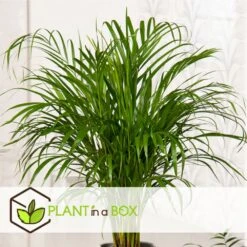 Palmier Areca - Pot ⌀27 Cm - H. 140-150cm (hauteur Pot Incluse) -Ryobi Jardin Boutique 628632bc4c2cc9.44668380