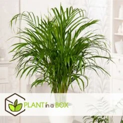 Palmier Areca - Pot ⌀27 Cm - H. 140-150cm (hauteur Pot Incluse) -Ryobi Jardin Boutique 628632bc506f44.58266034