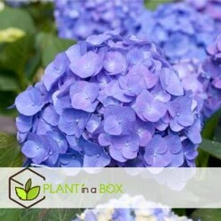 Set De 3 Hortensia Bleu - Pot ⌀9cm - H.25-40cm (hauteur Pot Incluse) -Ryobi Jardin Boutique 628bcc61014936.22371850